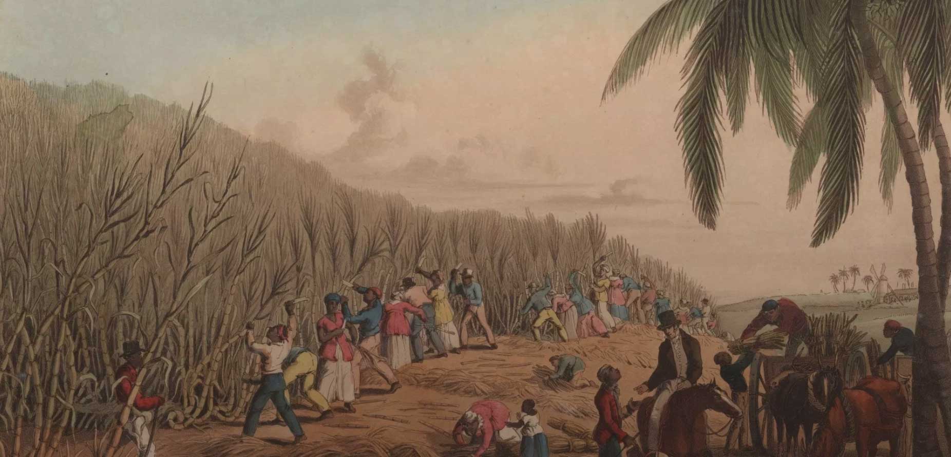 Painting of slaves cutting sugar cane