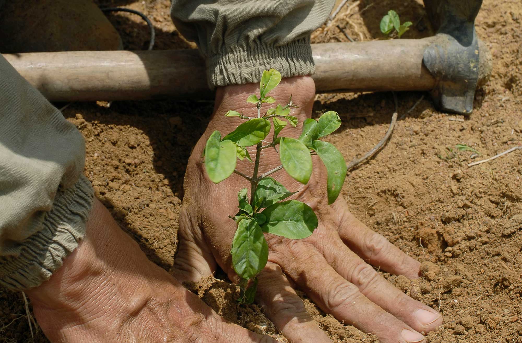 Tree planting