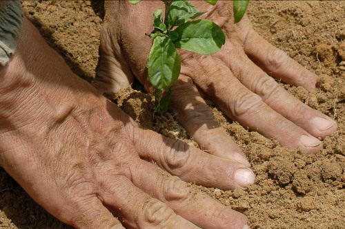 Hand planting a tree